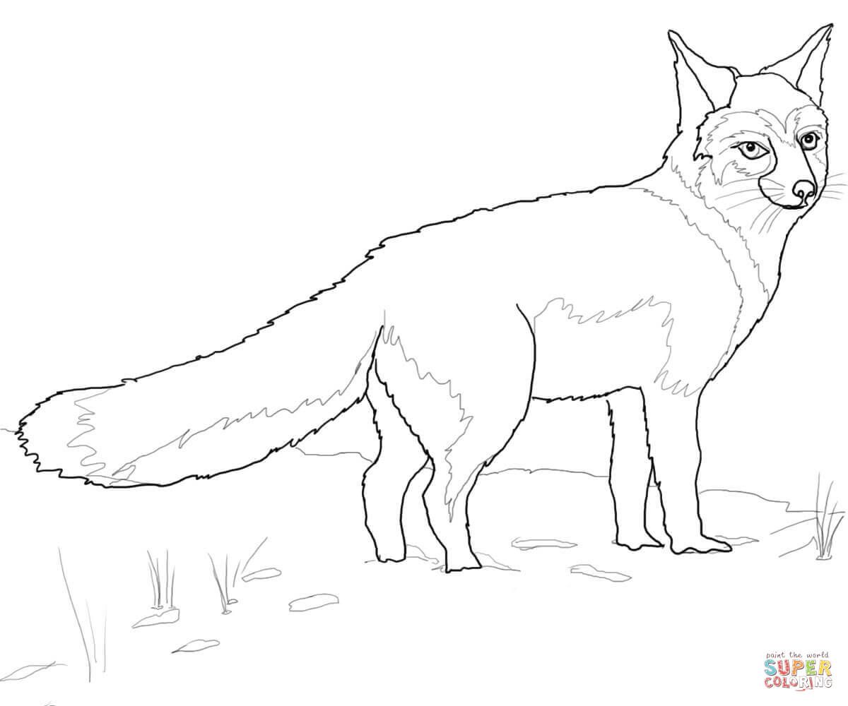 Swift fox coloring page free printable coloring pages fox coloring page coloring pages swift fox