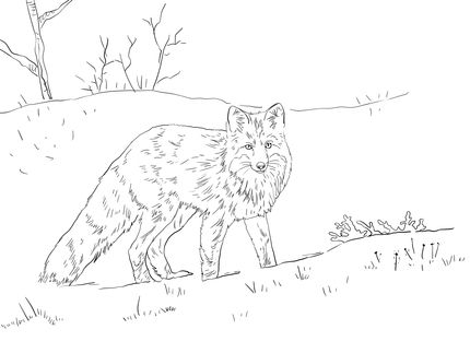 Red fox in snow coloring page supercoloring fox coloring page fox in snow animal coloring pages