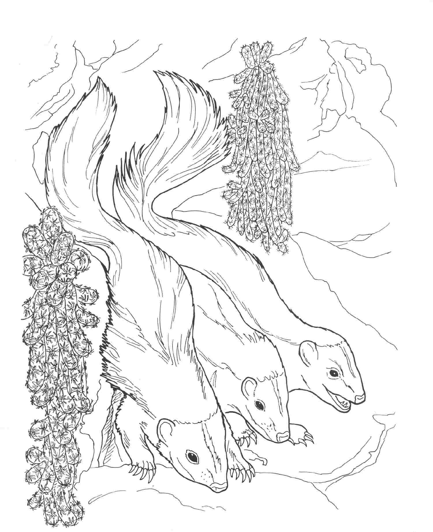 Free printable skunk coloring pages for kids