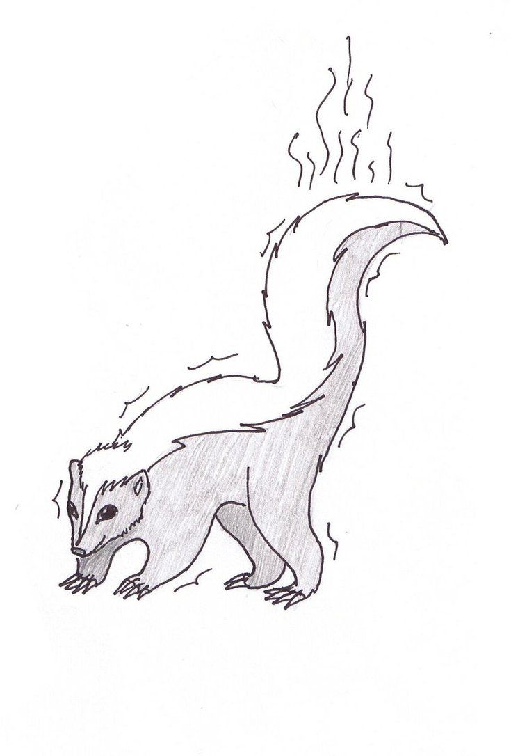 Free printable skunk coloring pages for kids animal coloring pages coloring pages animal drawings
