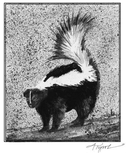 The winter life of the skunk the outside story