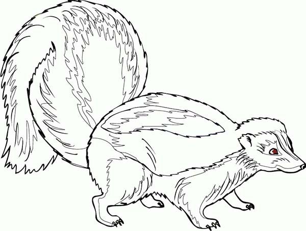 Pregnant skunk coloring page color luna coloring pages coloring pictures skunk