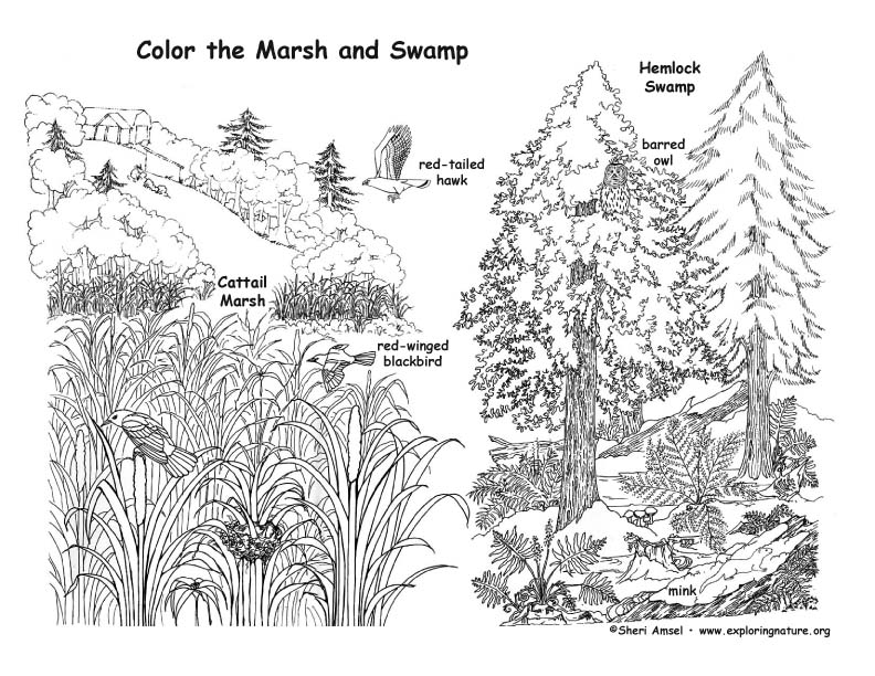 Marsh and swamp coloring page