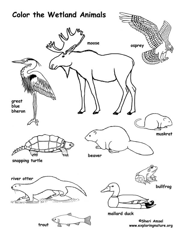 Wetland animals coloring page