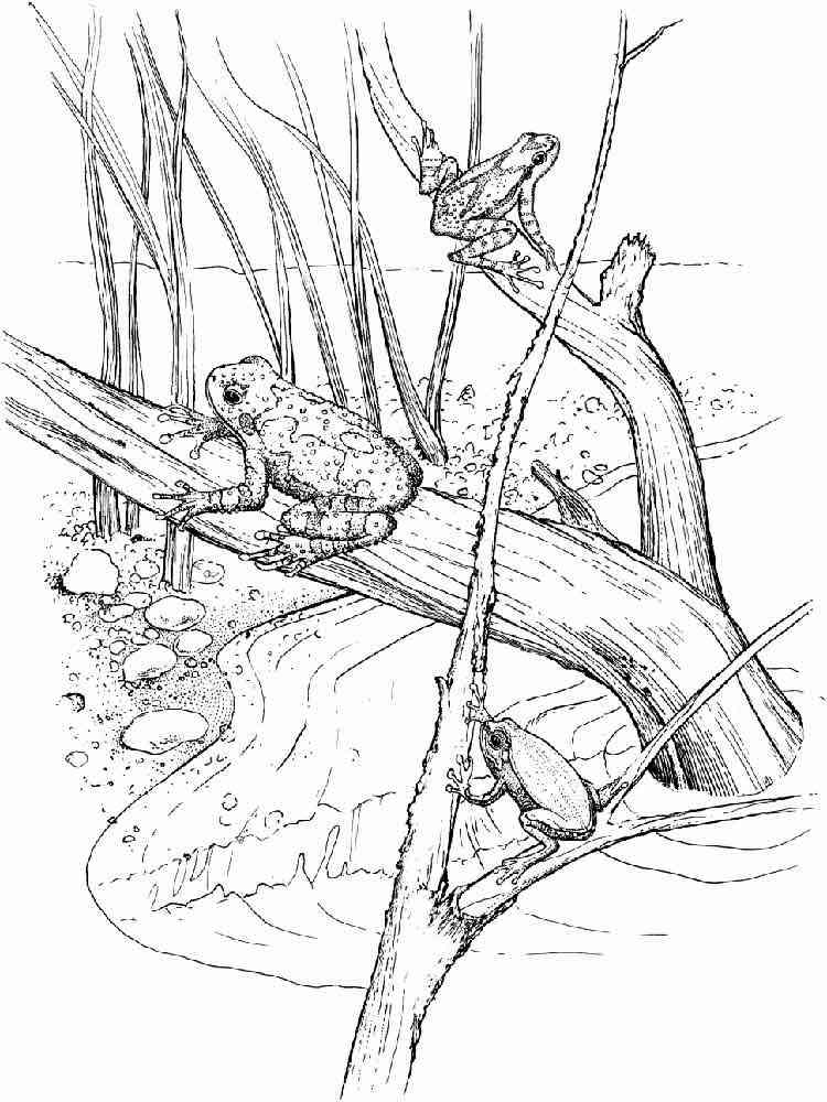 Swamp coloring pages