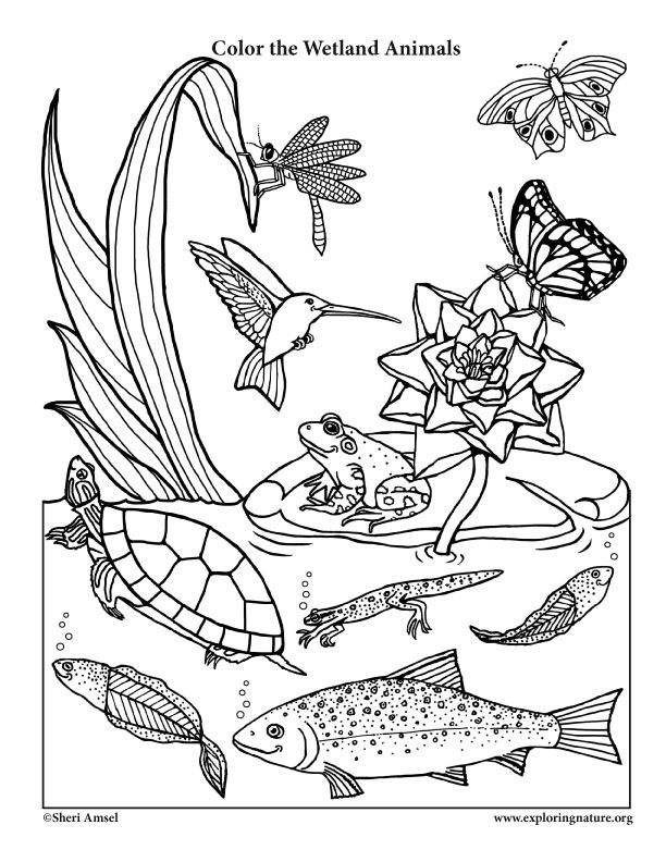 A wetland coloring page for very young naturalists with a little smiling animal twist animal coloring pages animal habitats earth day coloring pages