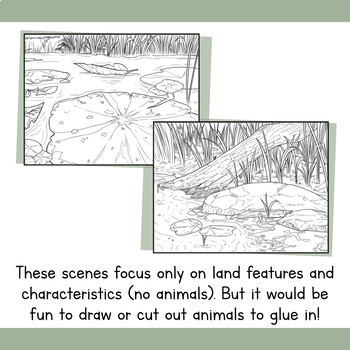 Realistic wetlands habitat coloring pages swamp nature biome drawing