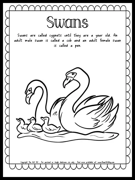 Swan coloring page with fun fact free printable download â the art kit