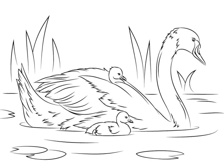 Swan coloring pages