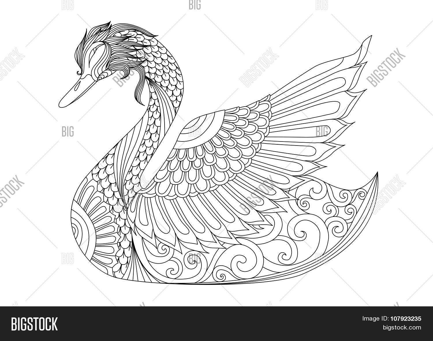 Swan coloring page vector photo free trial bigstock