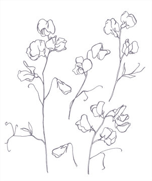 Sweet pea drawing images â browse photos vectors and video