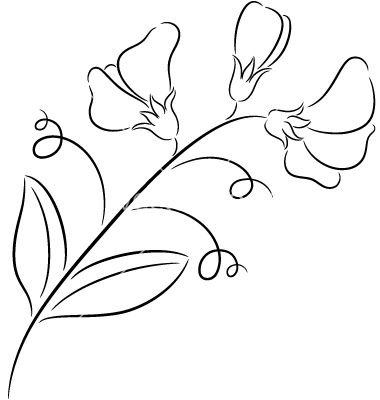 Sweet pea vector art