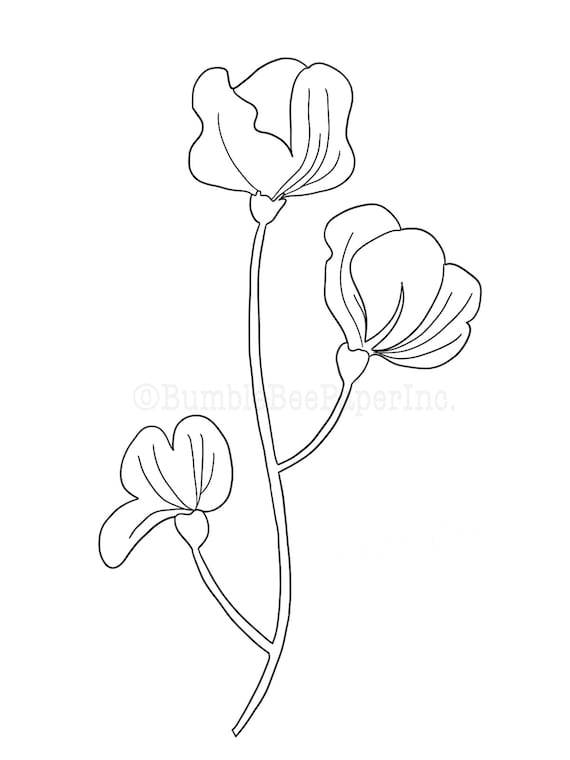 Sweet pea lathyrus odoratus flower coloring pagewall art instant download