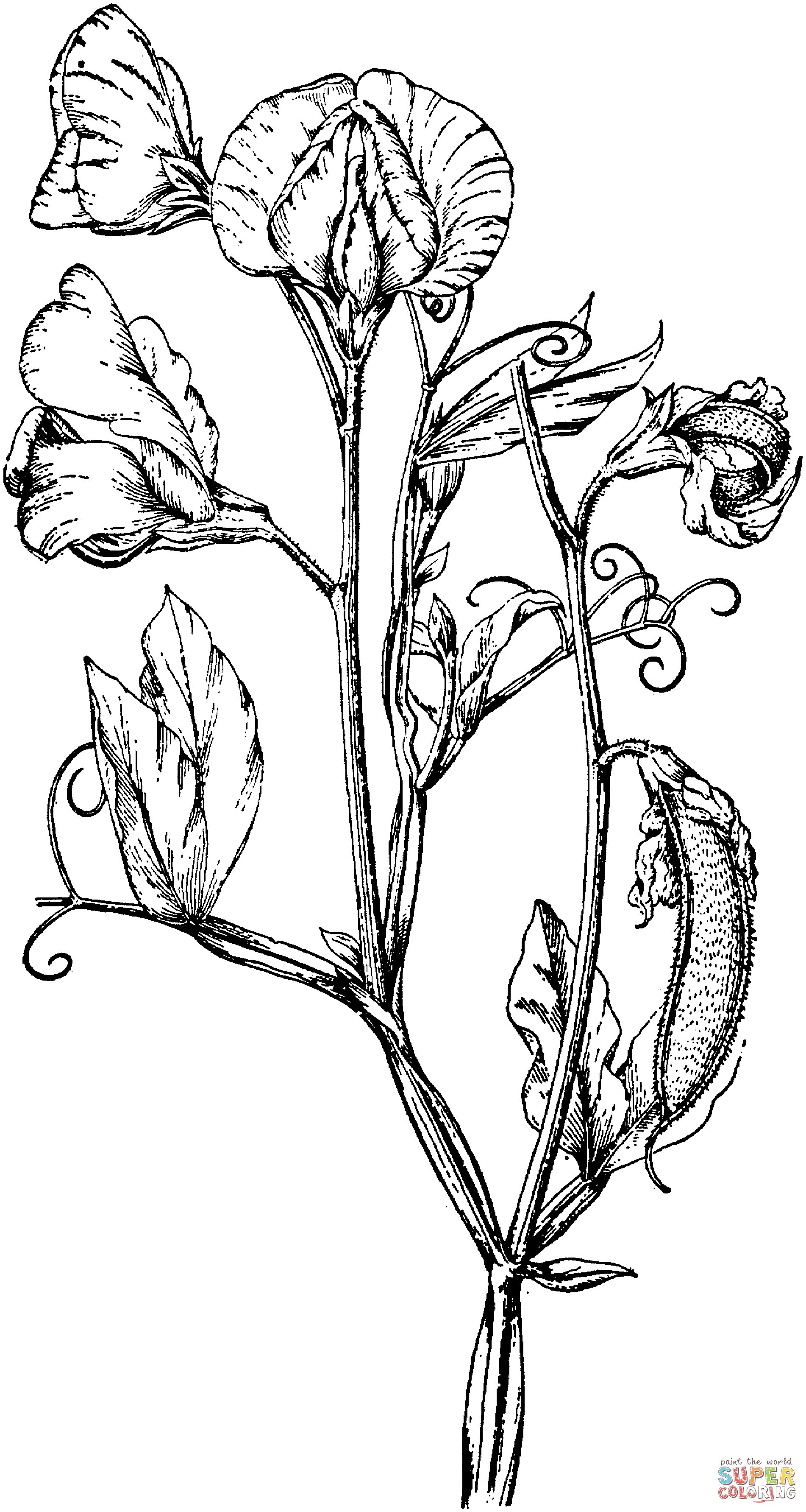 Perennial pea or everlasting pea coloring page free printable coloring pages