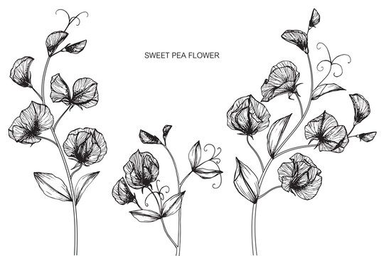 Sweet pea drawing images â browse photos vectors and video