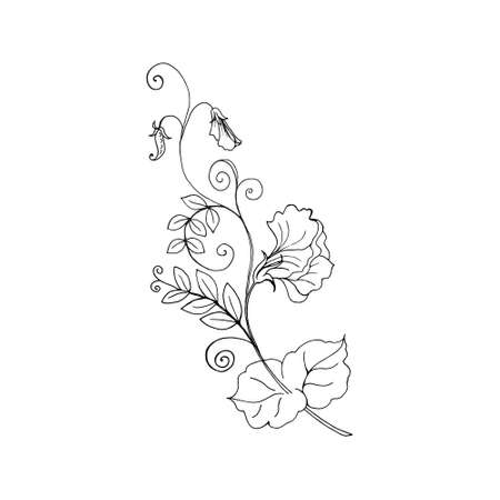 Sweet pea branch with flowers leaves pod the isolated object on a white background a linear black outline drawingãç æ fy ãããããããã