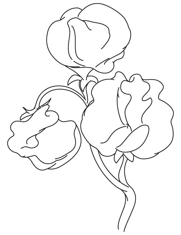 Sweet pea flowering plant coloring page download free sweet pea flowering plant coloring page for kids best coloring pages