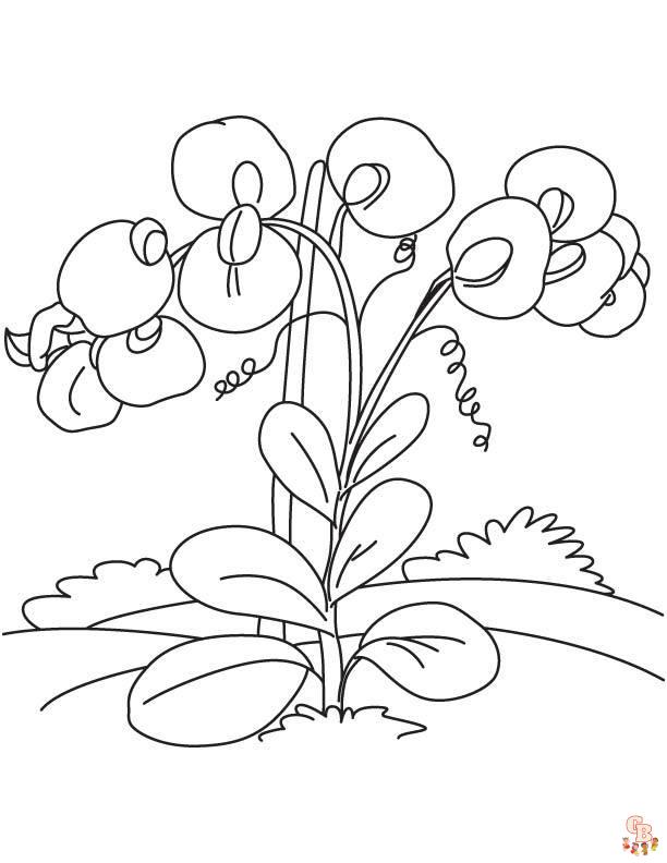 Sweet pea coloring pages printable and free coloring sheets