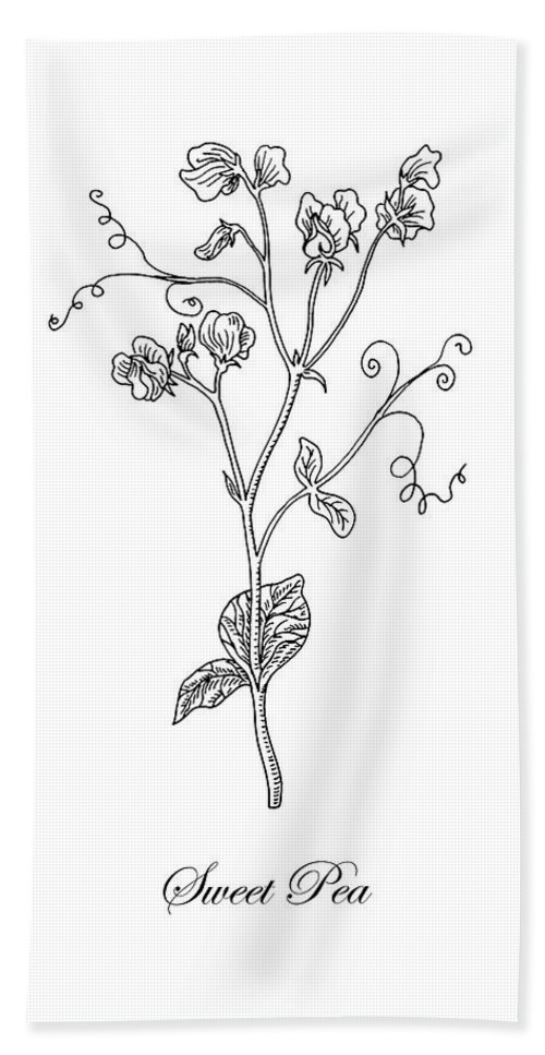 Sweet pea flower botanical drawing beach sheet by irina sztukowski