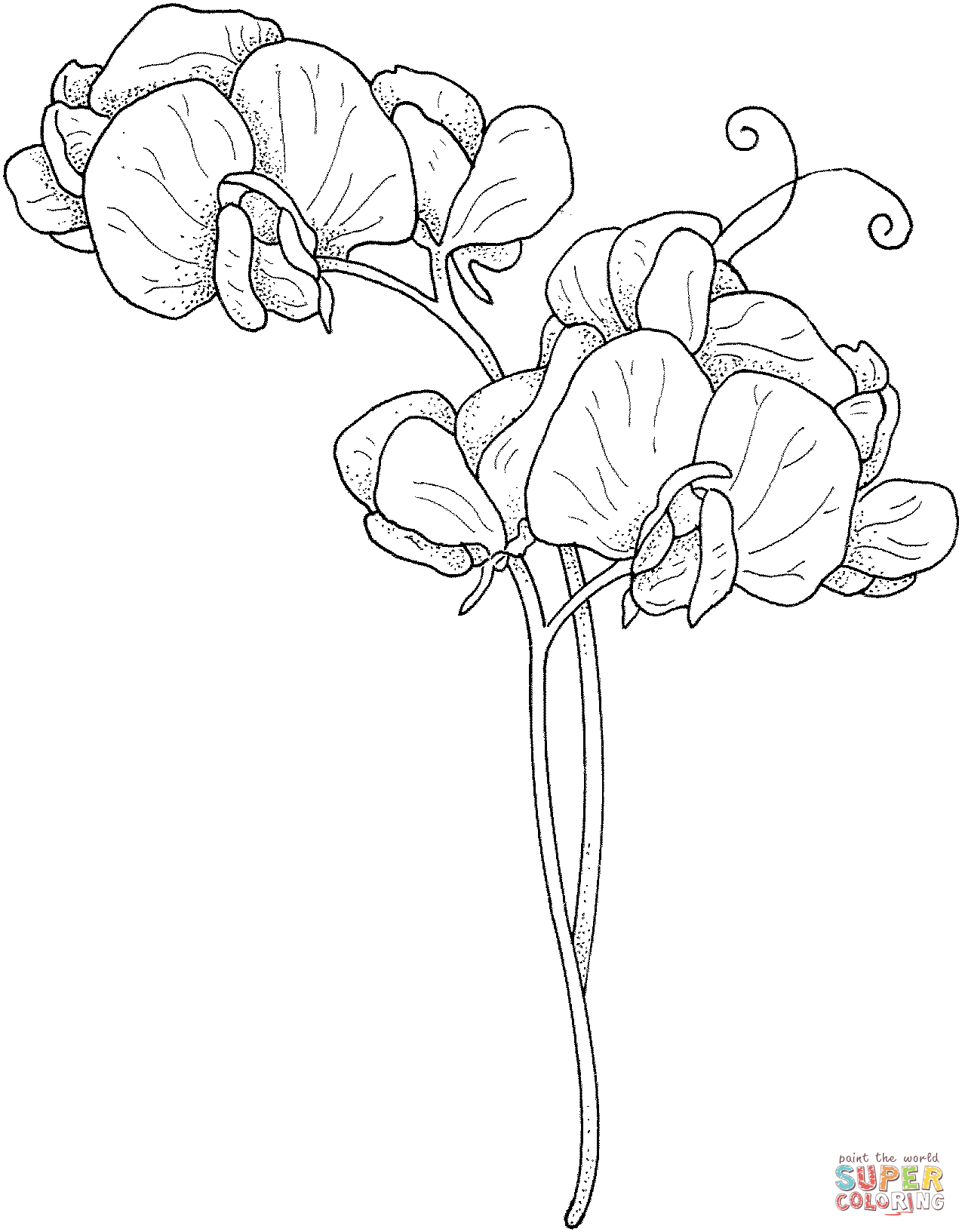 Sweet pea coloring page free printable coloring pages