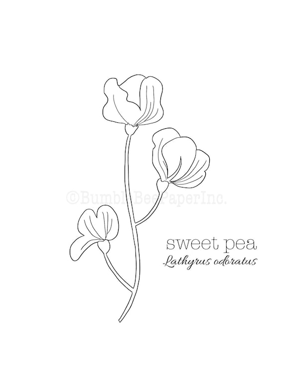 Sweet pea lathyrus odoratus flower coloring pagewall art