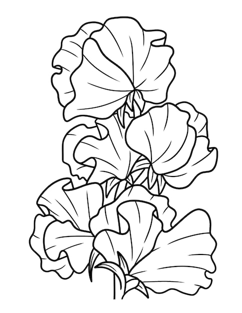 Premium vector sweet pea flower coloring page for adults