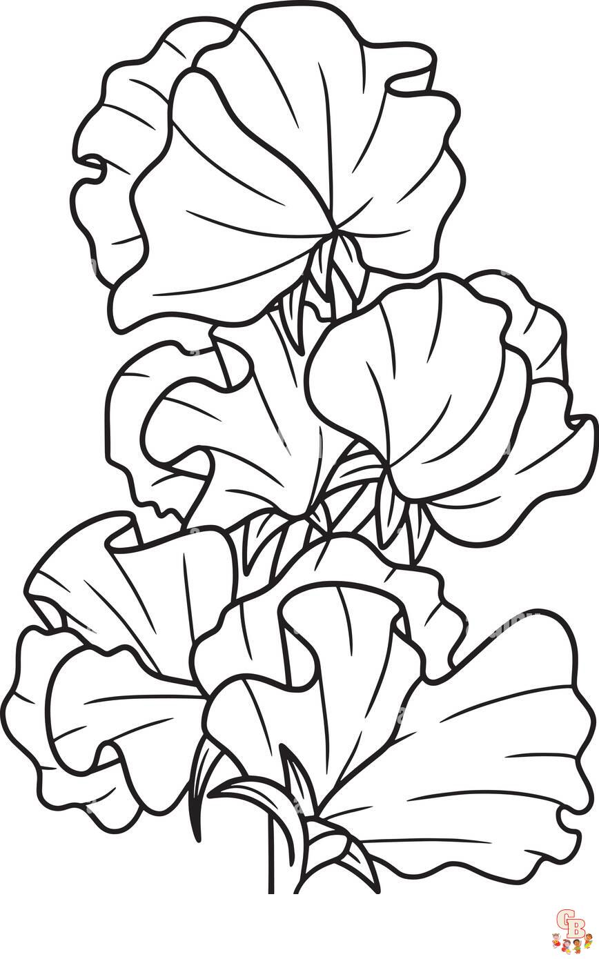 Sweet pea coloring pages printable and free coloring sheets