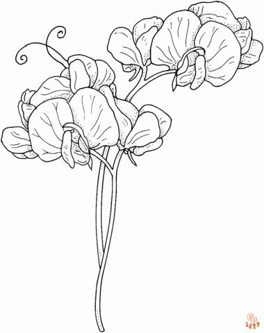 Sweet pea coloring pages printable and free coloring sheets
