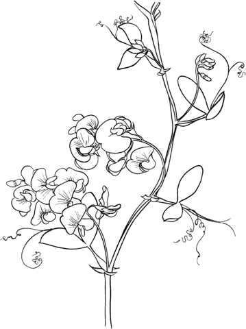 Sweet pea coloring pages free coloring pages