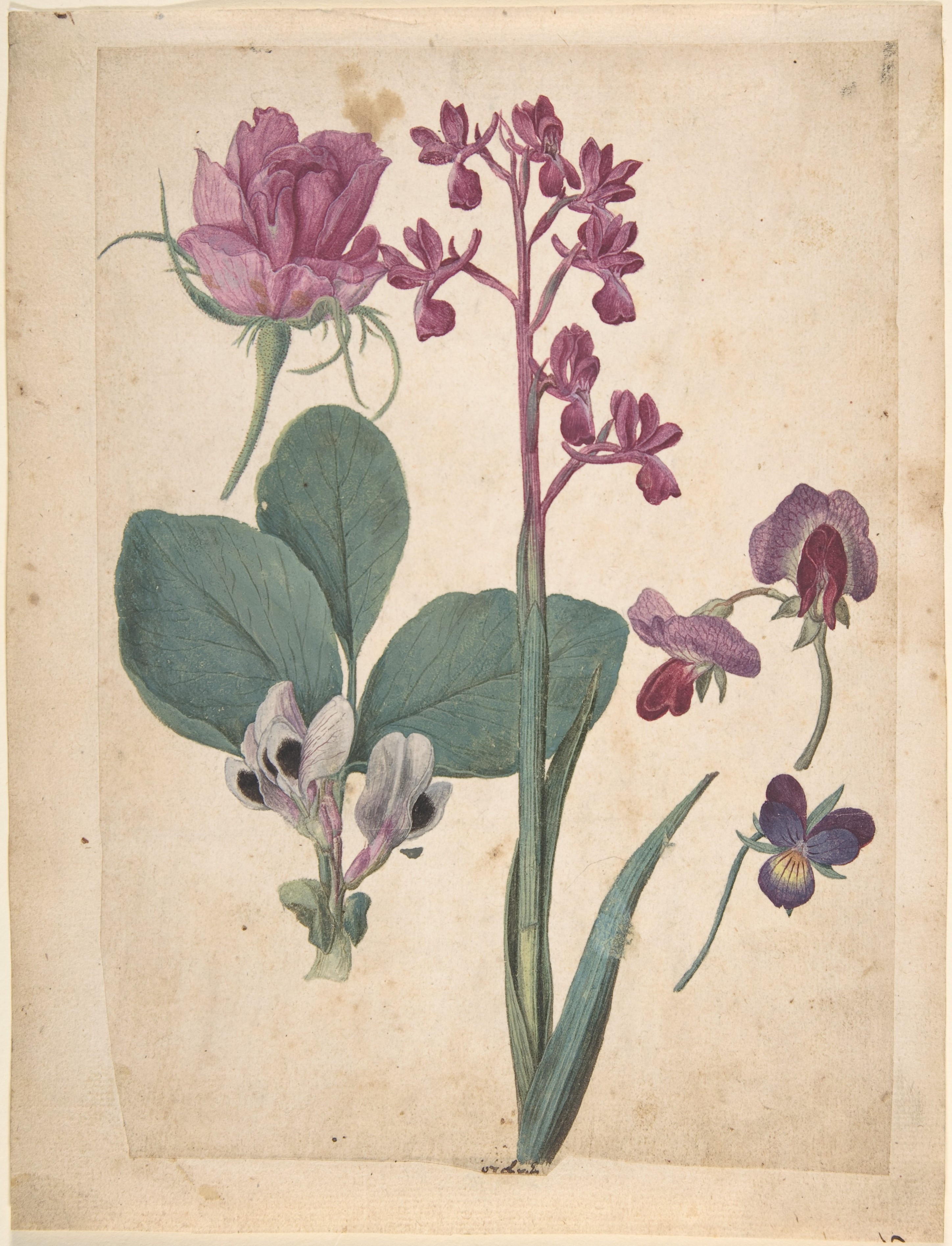Jacques le moyne de mues a sheet of studies of flowers a rose a heartsease a sweet pea a garden pea and a lax