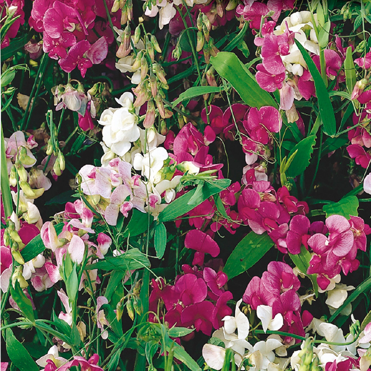 Sweet pea seeds everlasting â mckenzie seeds