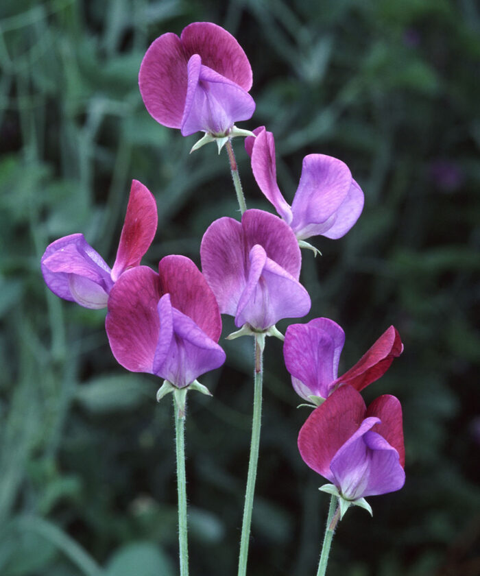 Growing sweet peas in the south