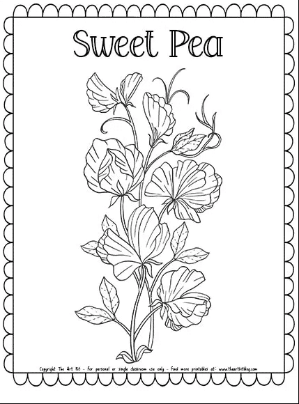 Sweat pea flower coloring page free homeschool deals