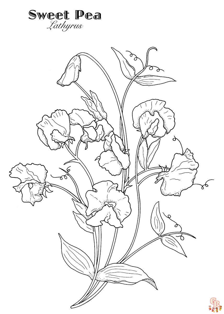 Sweet pea coloring pages printable and free coloring sheets