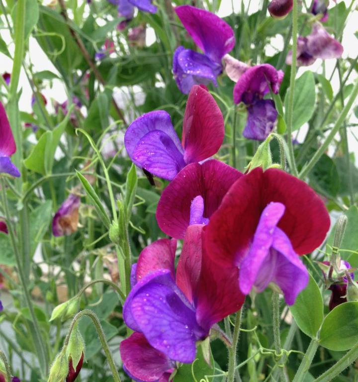 Sweet peas how to plant grow and care for sweet pea flowers the old farmers