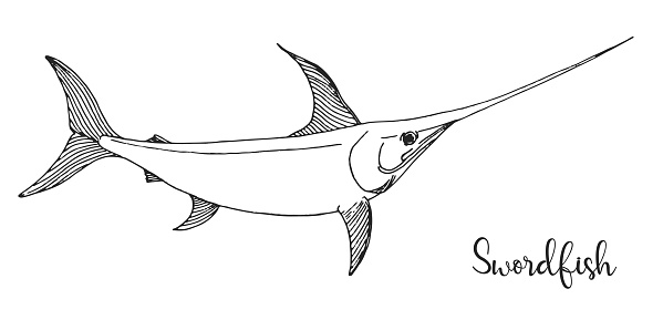 Hand drawn swordfish vector illustration in sketch style stock illustration