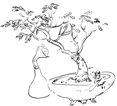 Bonsai coloring pages free coloring pages