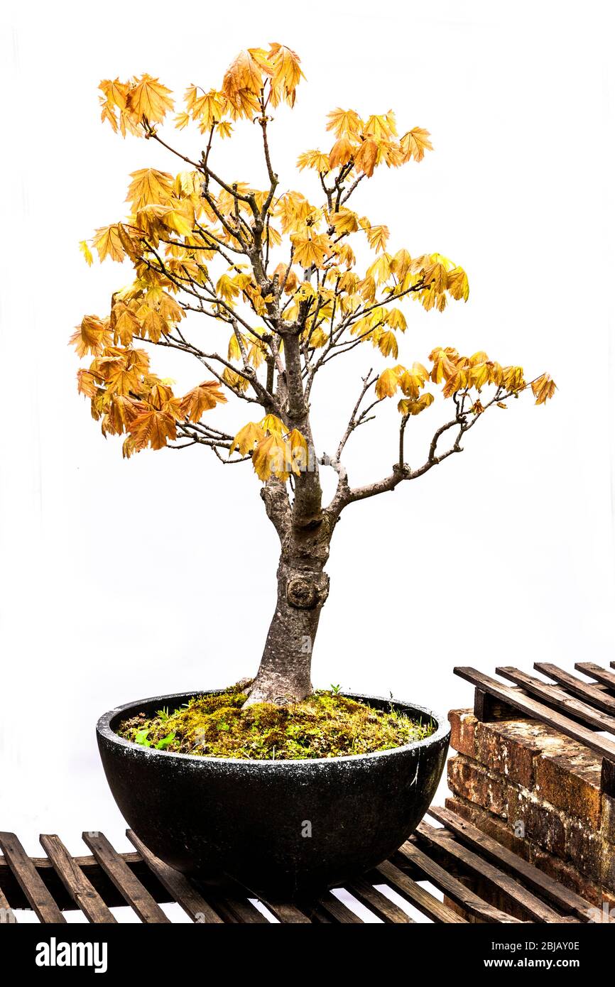 Bonsai acer tree hi