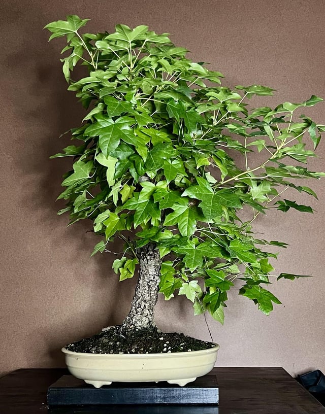 Early fall deciduous rbonsai