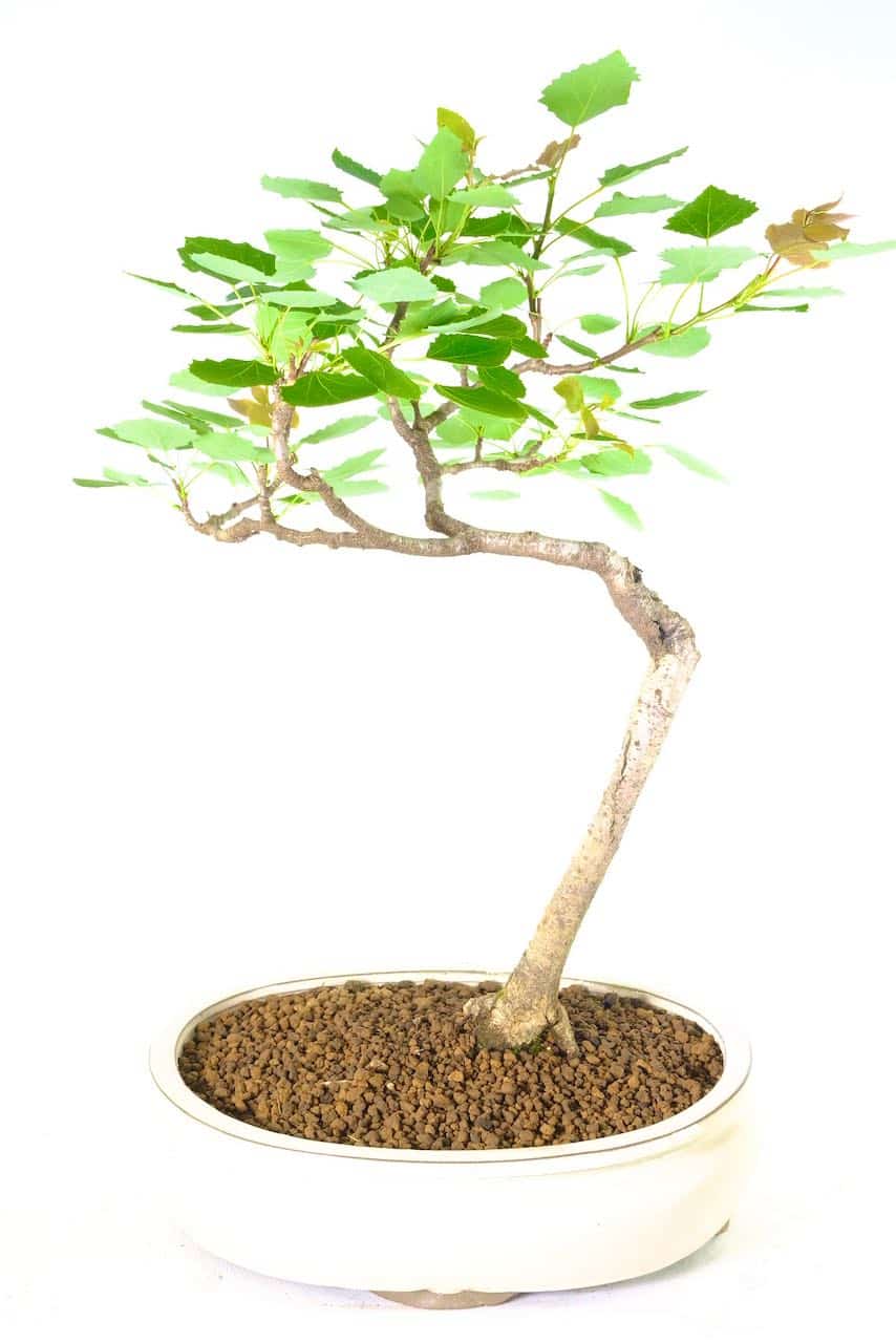 Hardy outdoor aspen bonsai tree