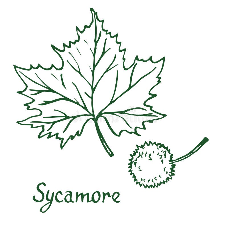 Sycamore tree stock illustrations â sycamore tree stock illustrations vectors clipart