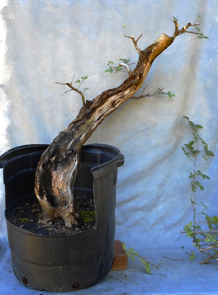 Impressive and unusual bonsai