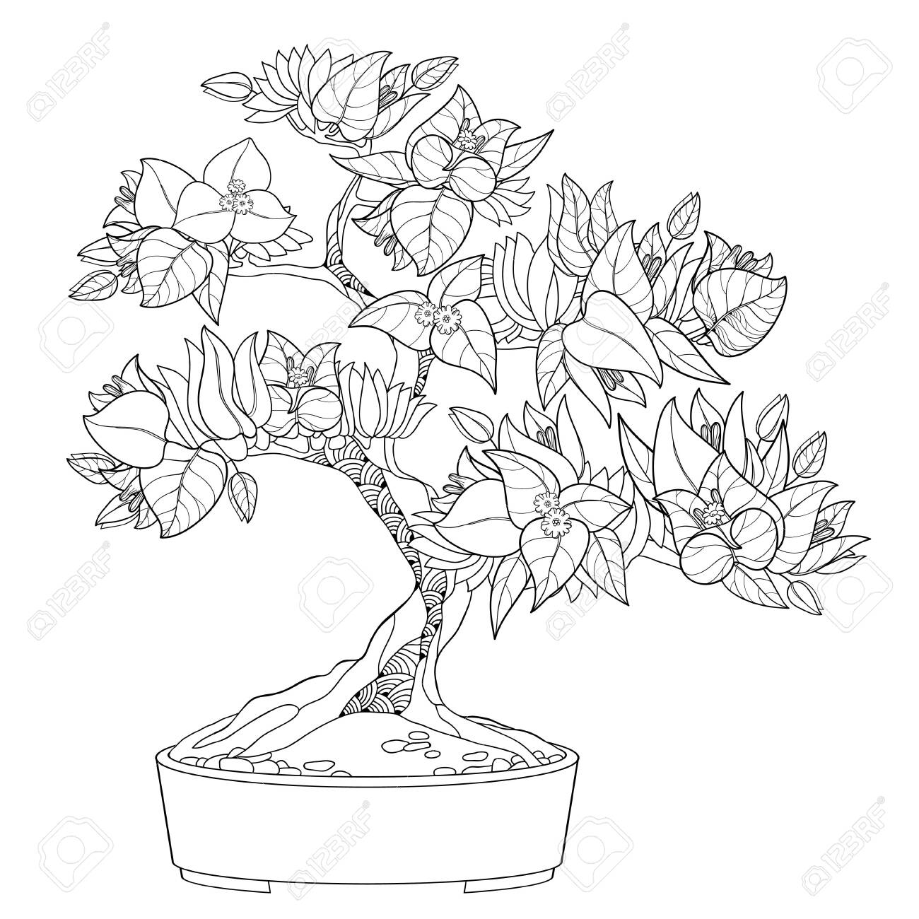 Tropical bougainvillea bonsai in contour for summer coloring book royalty free svg cliparts vectors and stock illustration image