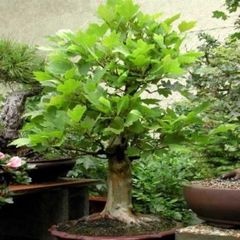 American sycamore bonsai seeds platanus occidentalis