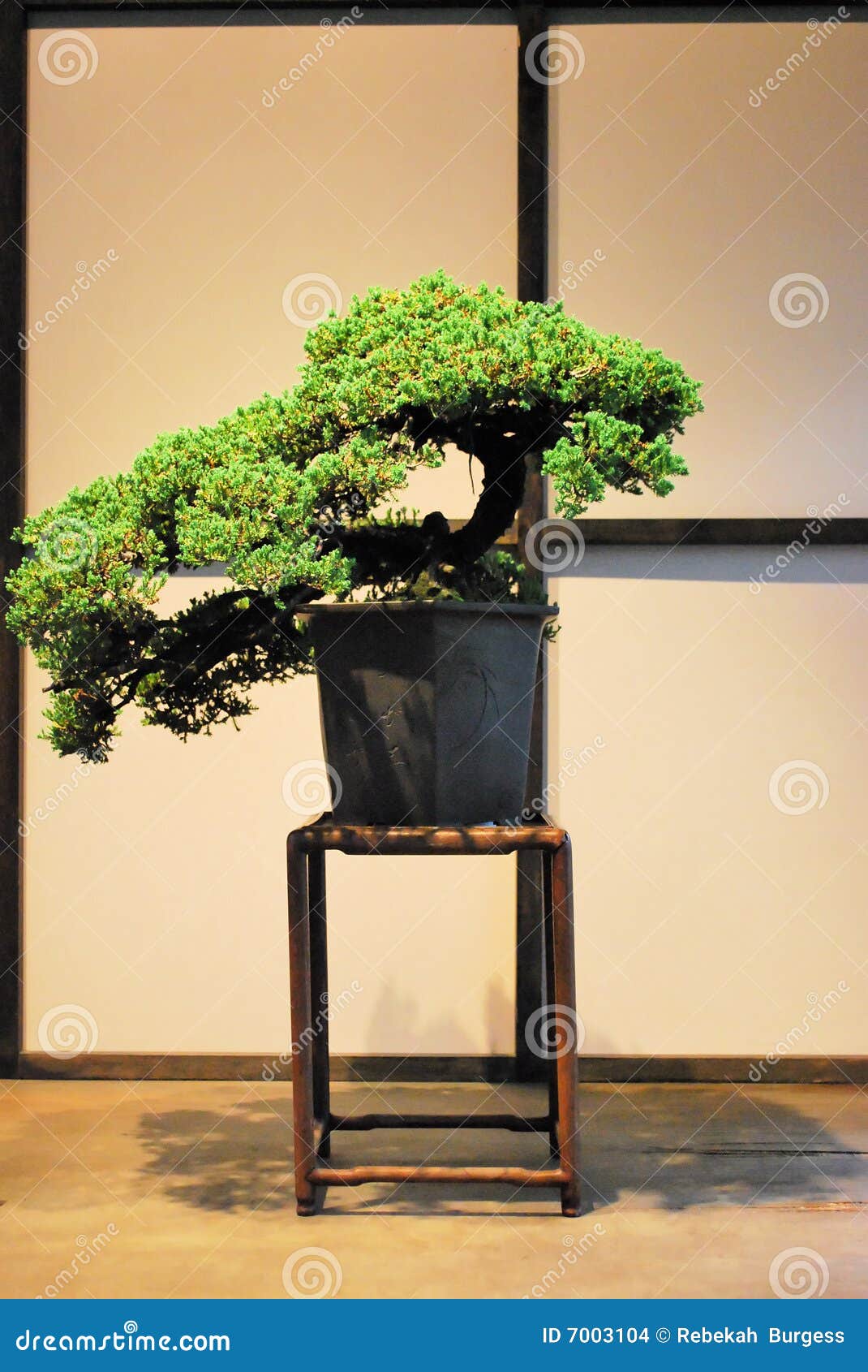 Bonsai maple tree stock photos