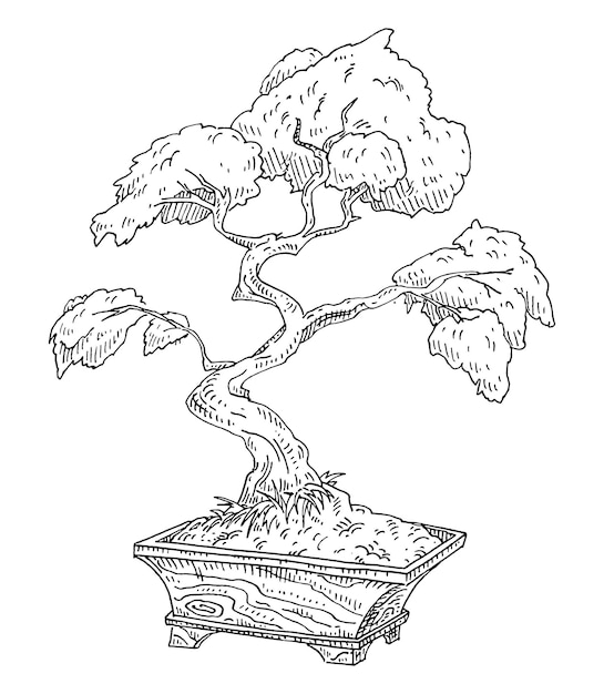 Premium vector bonsai tree in wood pot vintage vector engraving black monochrome illustration isolated on white