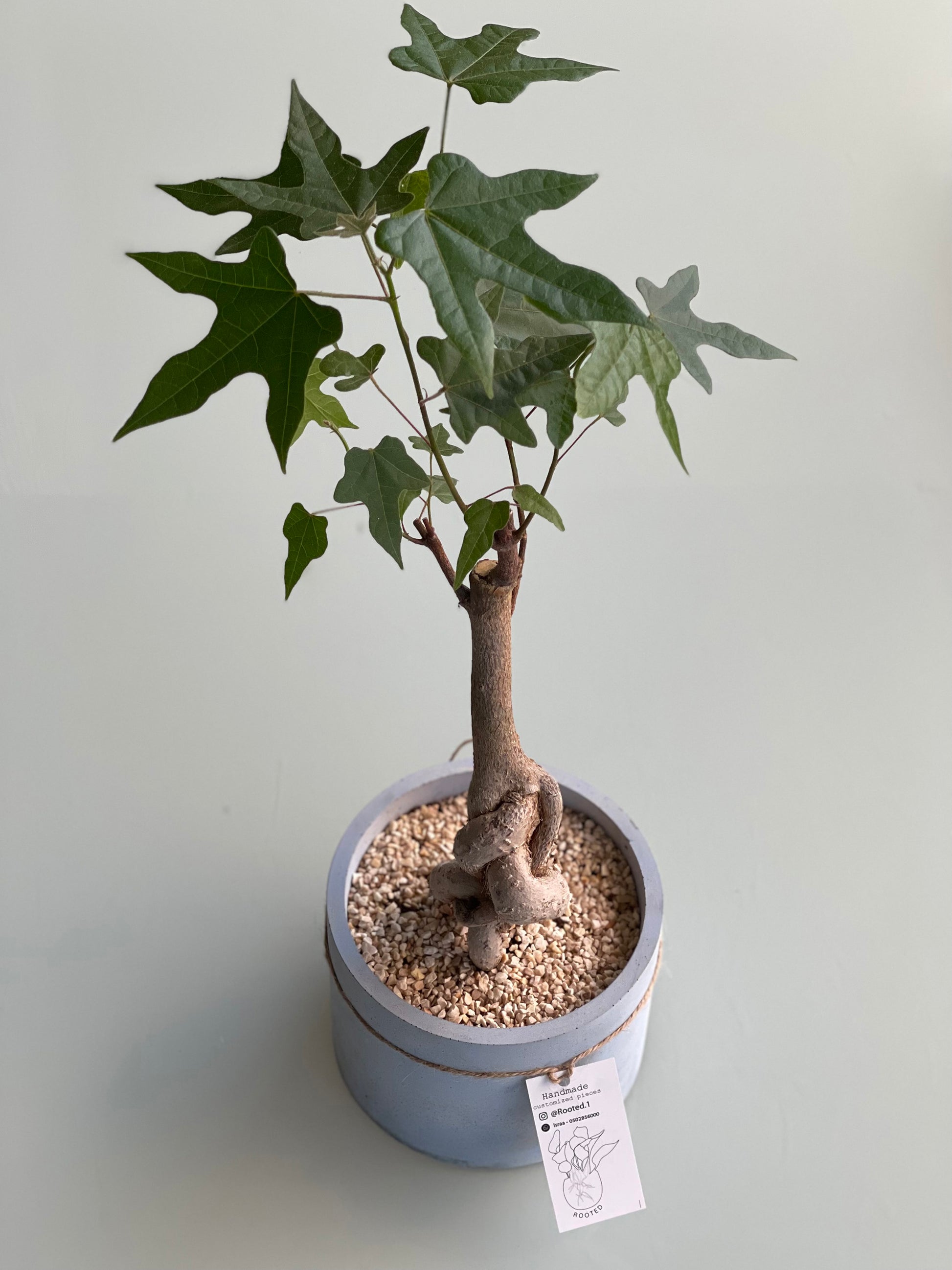 Love tree â bonsai â rootedonline