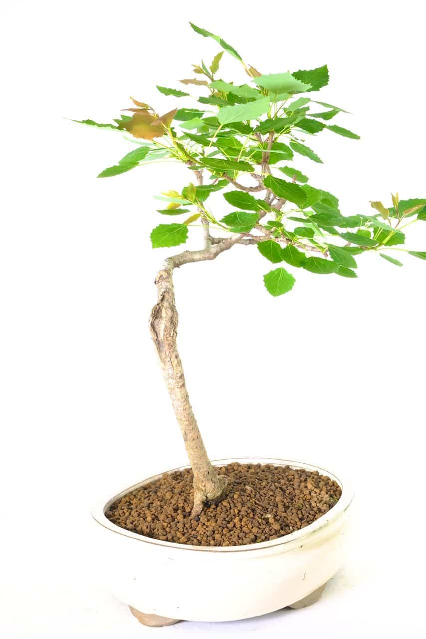 Hardy outdoor aspen bonsai tree