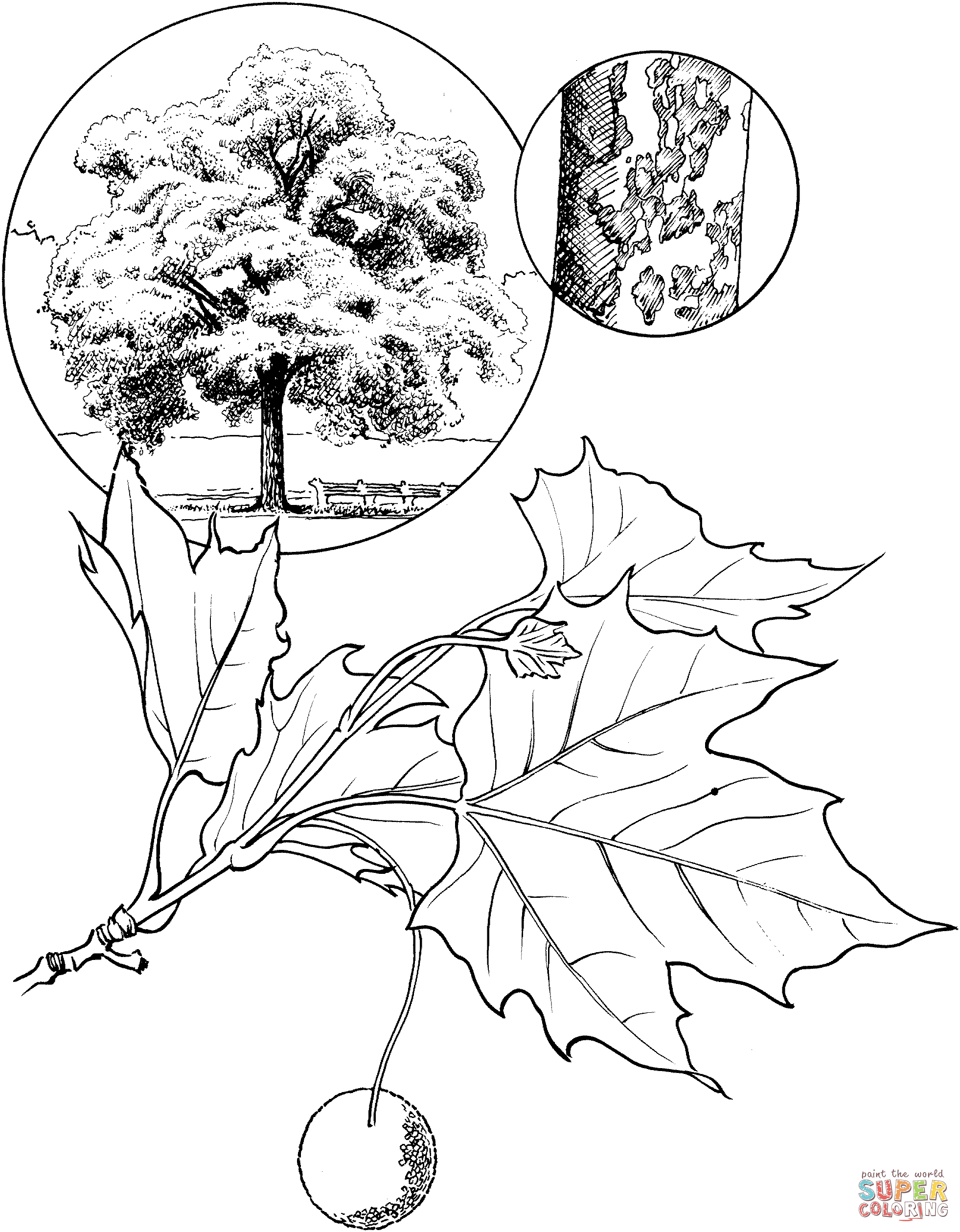 American sycamore tree coloring page free printable coloring pages