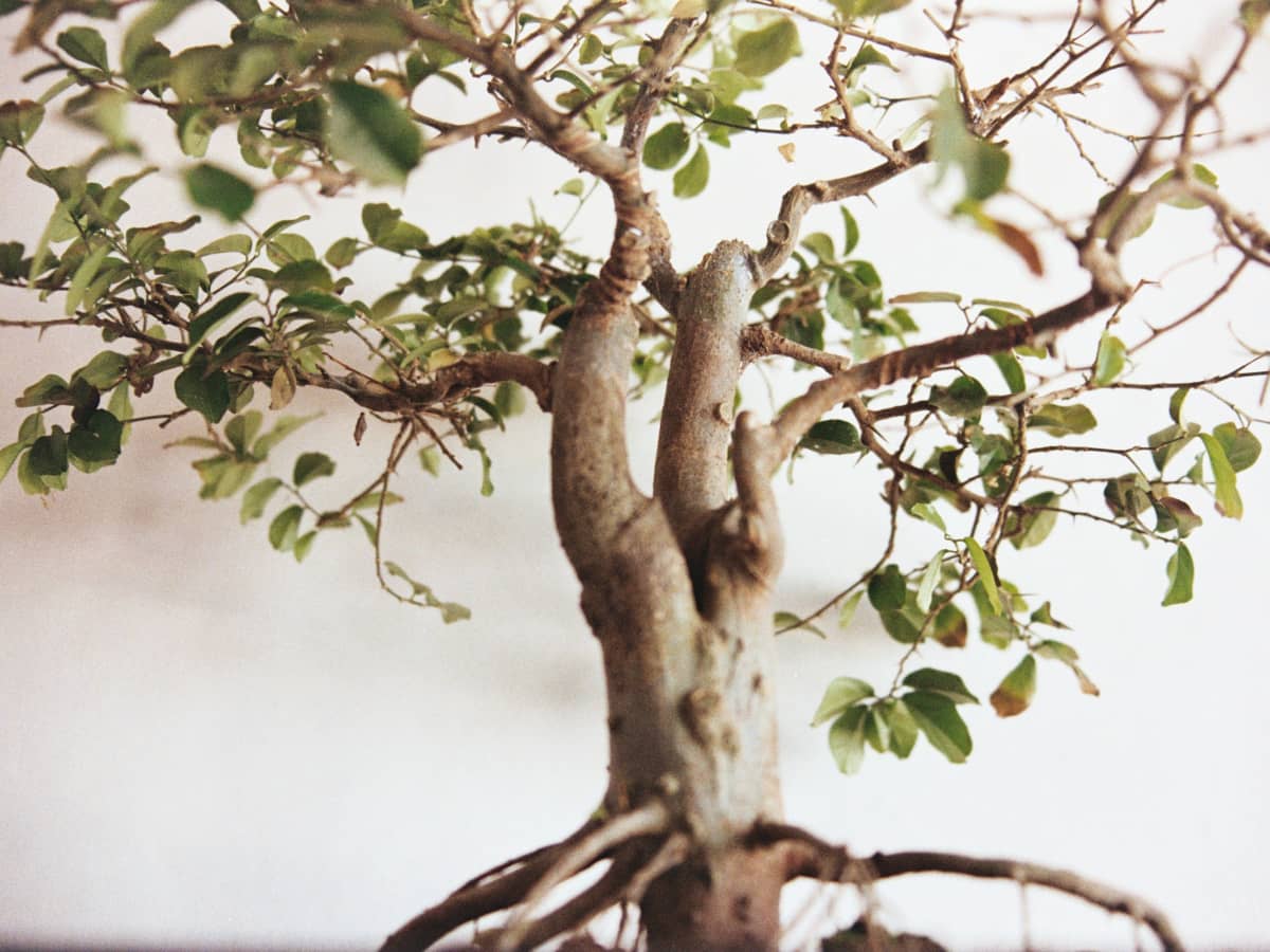 How to grow your own bonsai tree